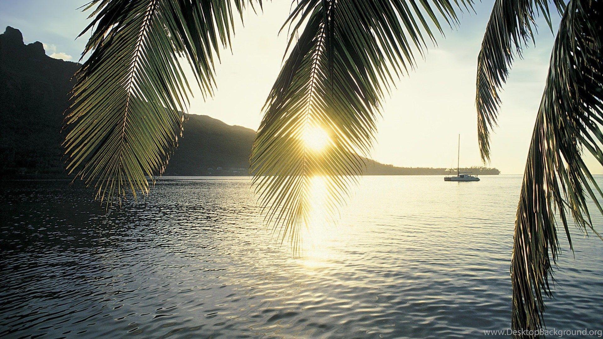 1920x1080 Download California Palm Trees Wallpaper Desktop Background