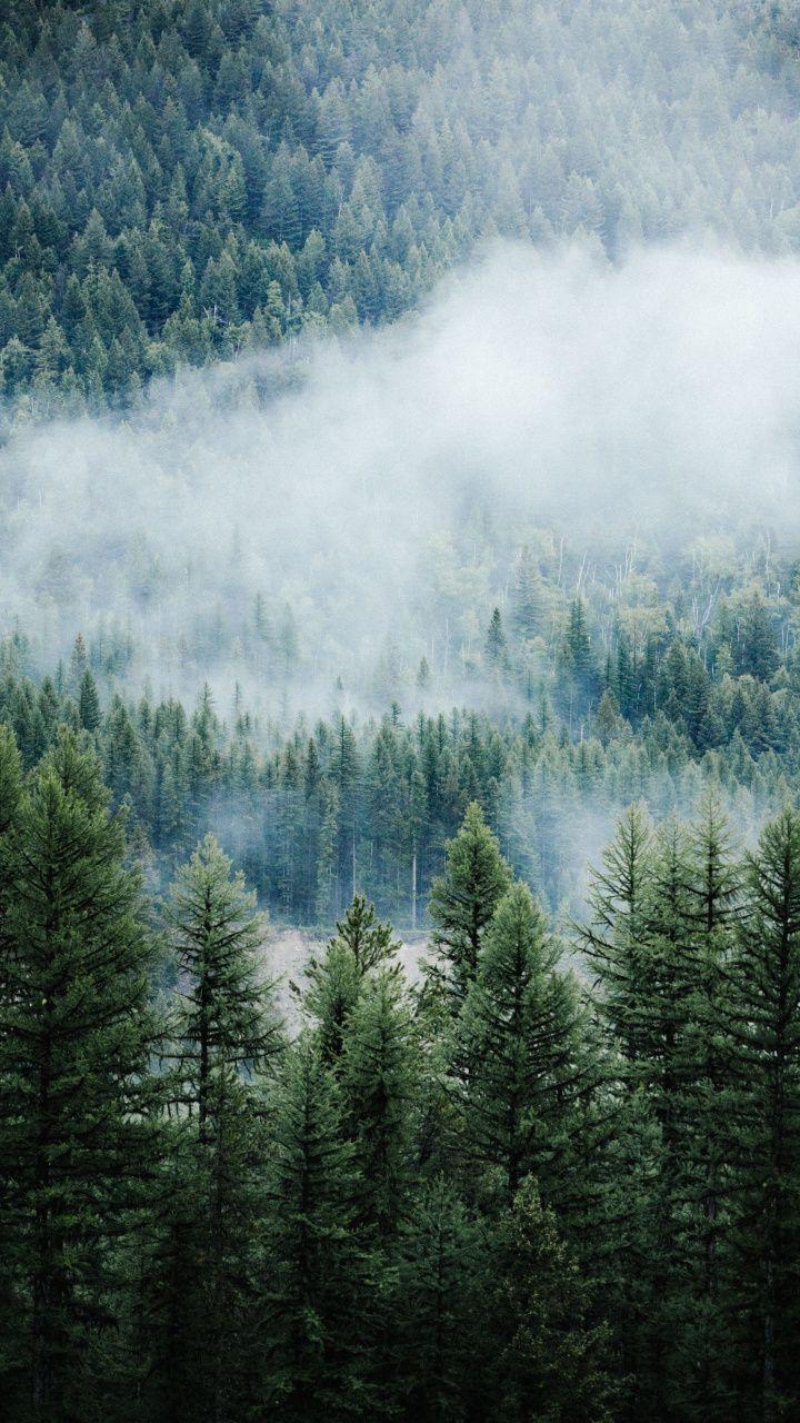 720x1280 Forest, fog, tree, nature, Montana, 720x1280 wallpaper. Forest