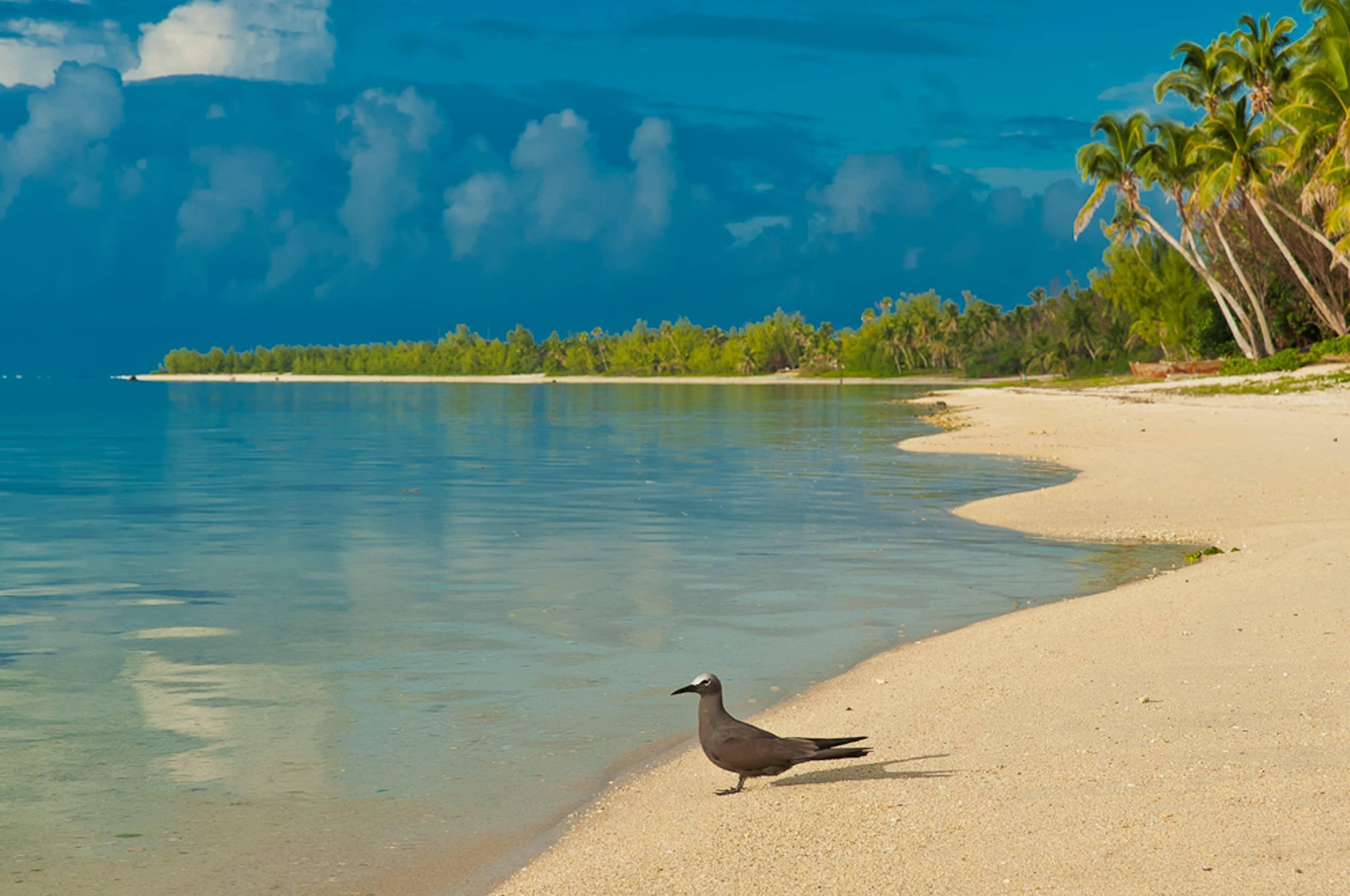 4000x2656 Bird on South Pacific Beach HD desktop wallpaper : Widescreen