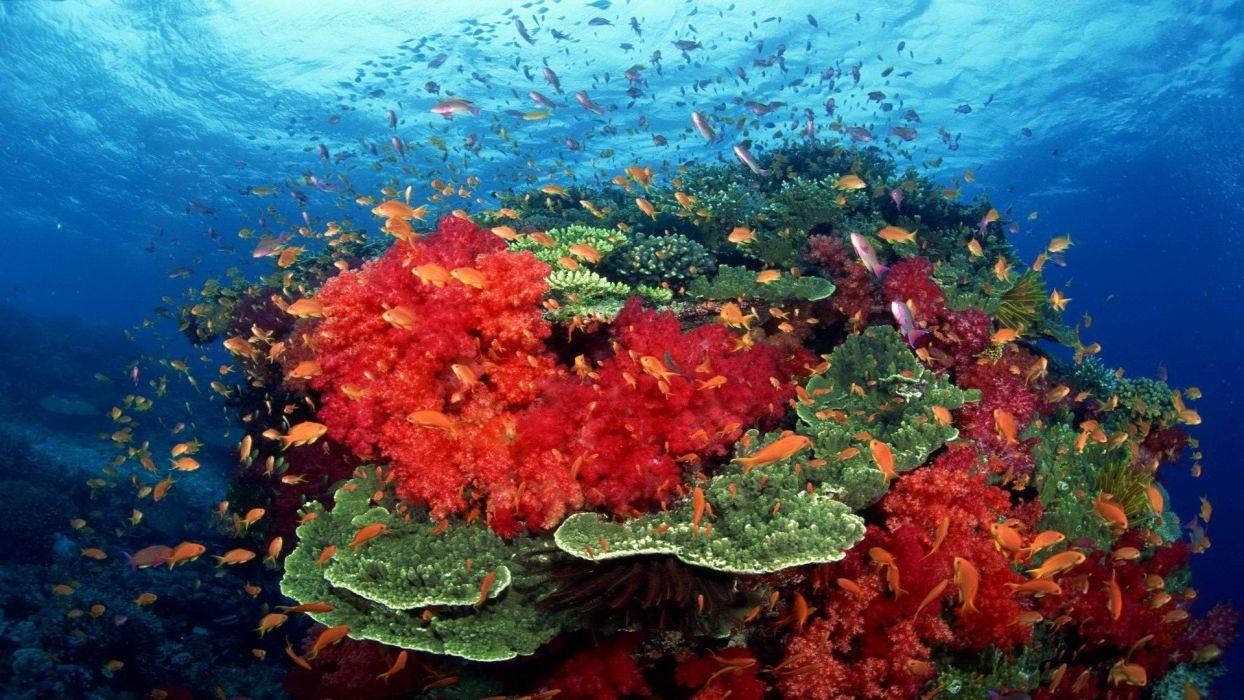 1244x700 Ocean south coral tropical fish Pacific wallpaperx1080