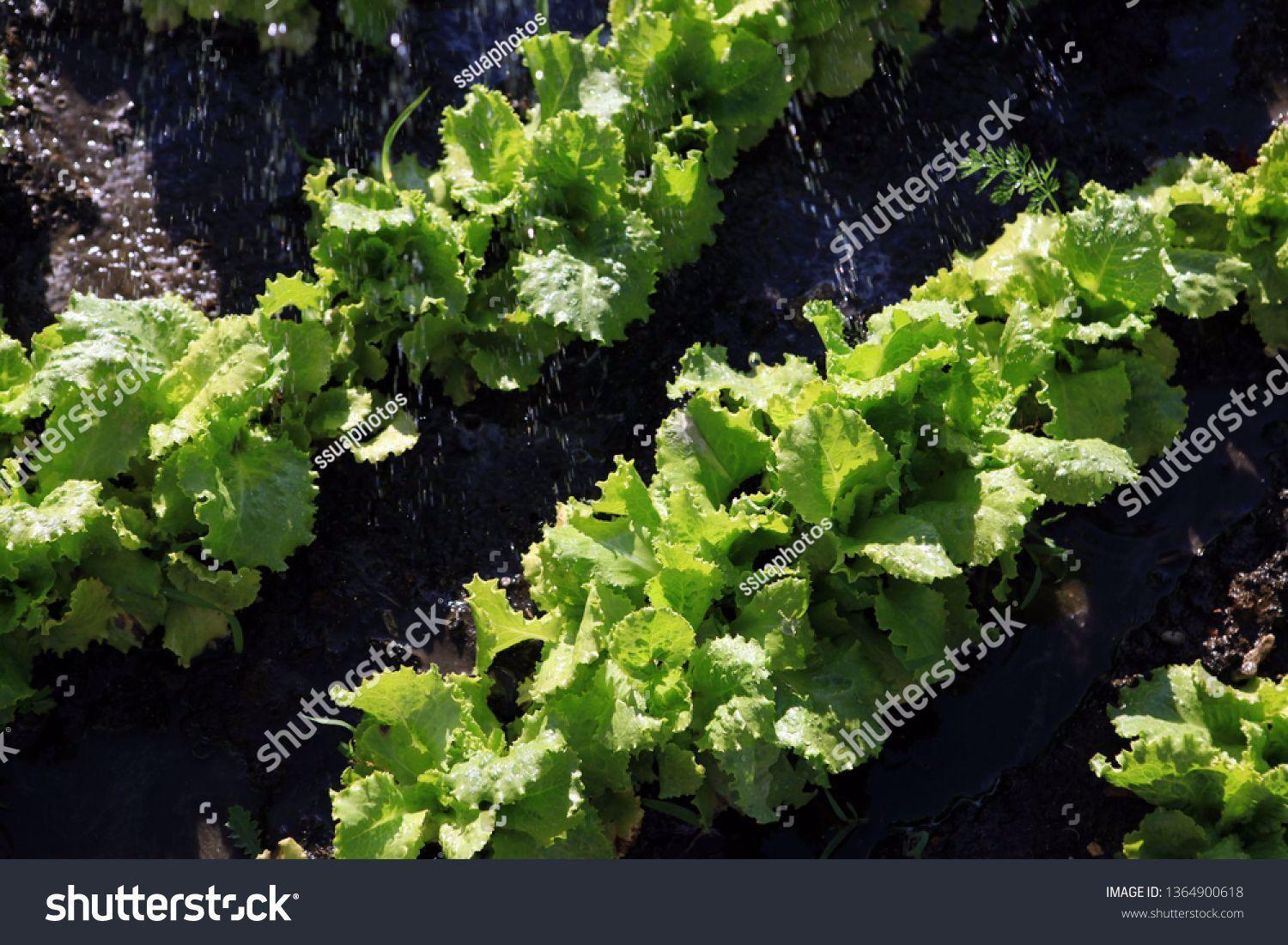 1500x1101 Organic Food Salad Grows On Garden Edit Now