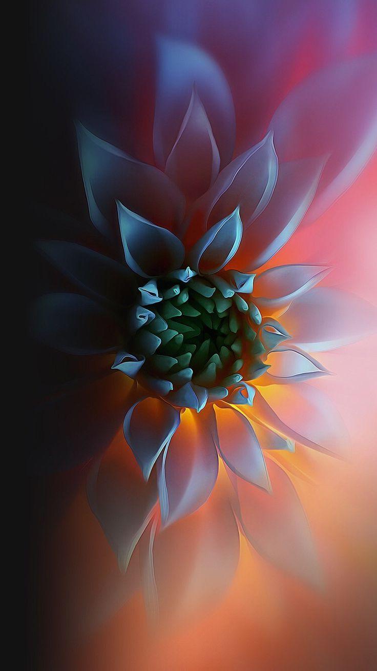 736x1309 best Android wallpaper image