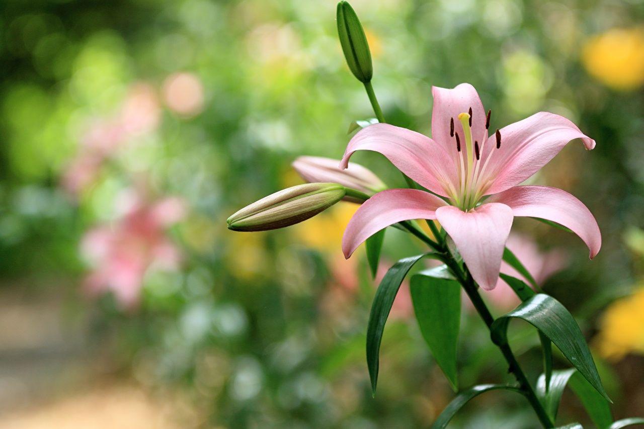 1280x853 Wallpaper Lilies Pink Color Flowers Flower Bud