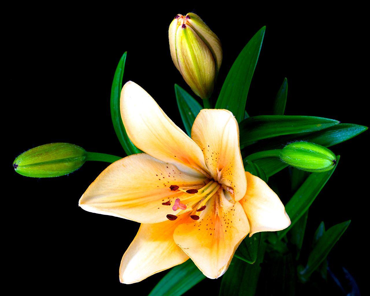 1280x1024 Desktop Wallpaper Lilies Flowers Closeup Flower Bud Black