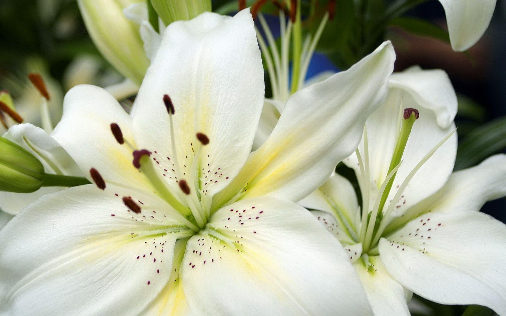 Lilium Wallpapers - Top Free Lilium Backgrounds - WallpaperAccess