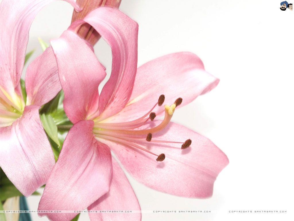 1024x768 Lilium Wallpaper. Lilium Wallpaper
