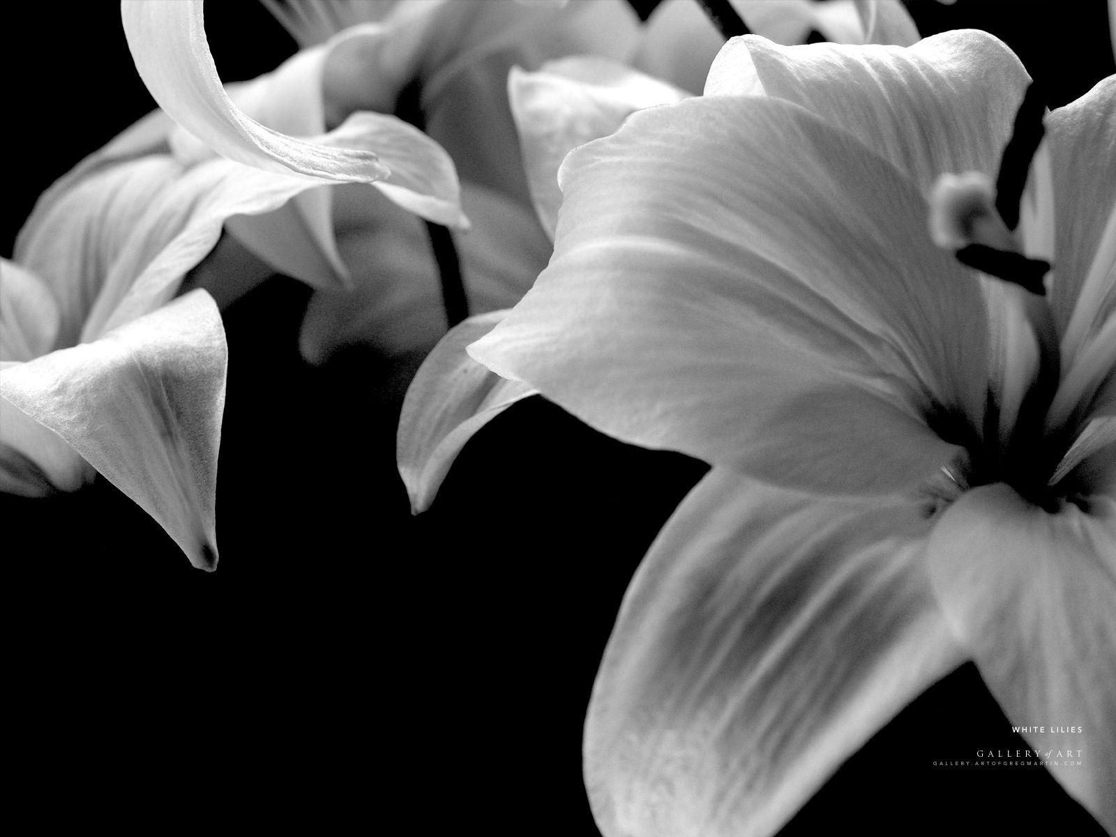 1600x1200 Wallpaper Lilies flower