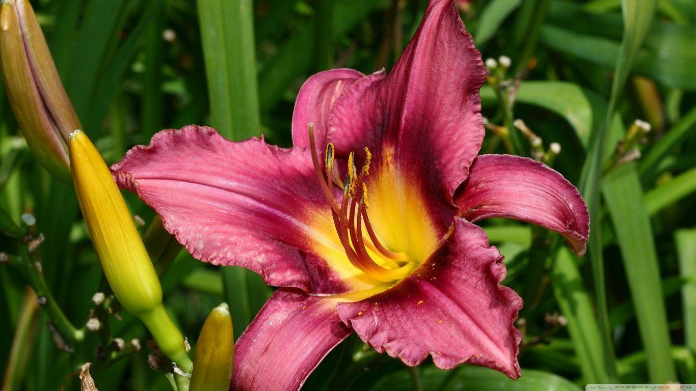 1366x768 Lilium Ultra HD Desktop Background Wallpaper for 4K UHD TV