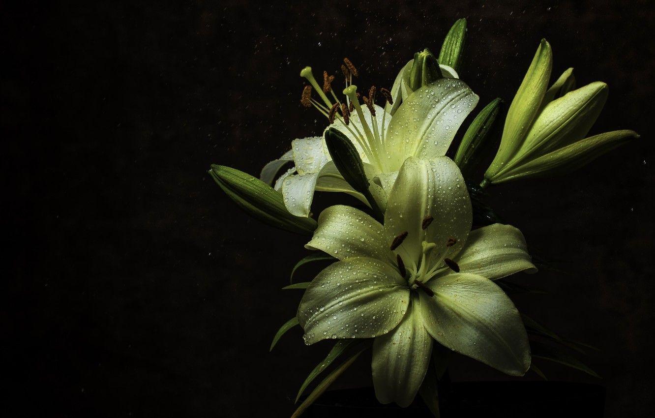 1332x850 Wallpaper drops, macro, night, Rosa, Lily, Flower, Rain, Yellow