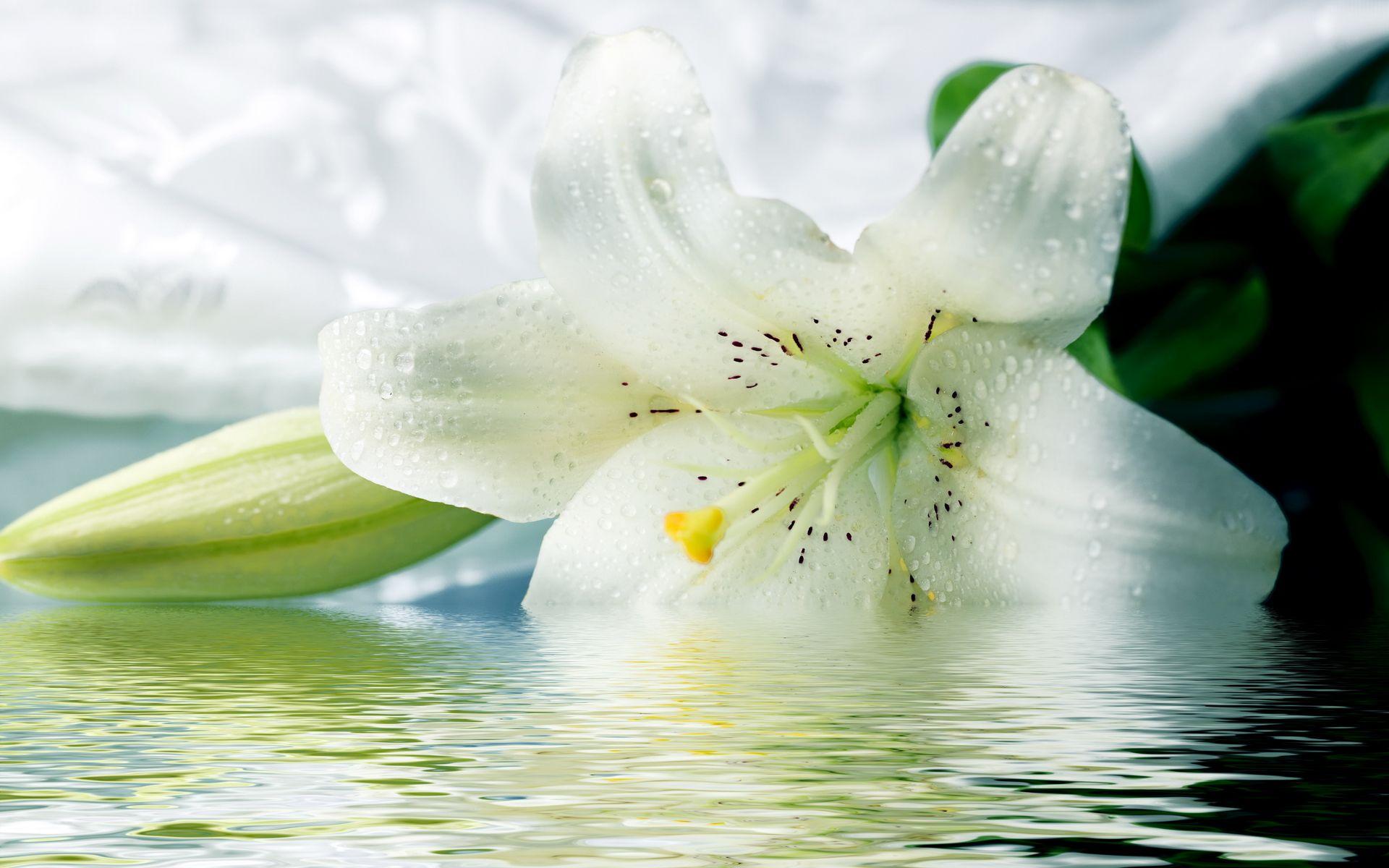 1920x1200 MHT 56: Picture Of Lily HD, 46 Nice Wallpaper