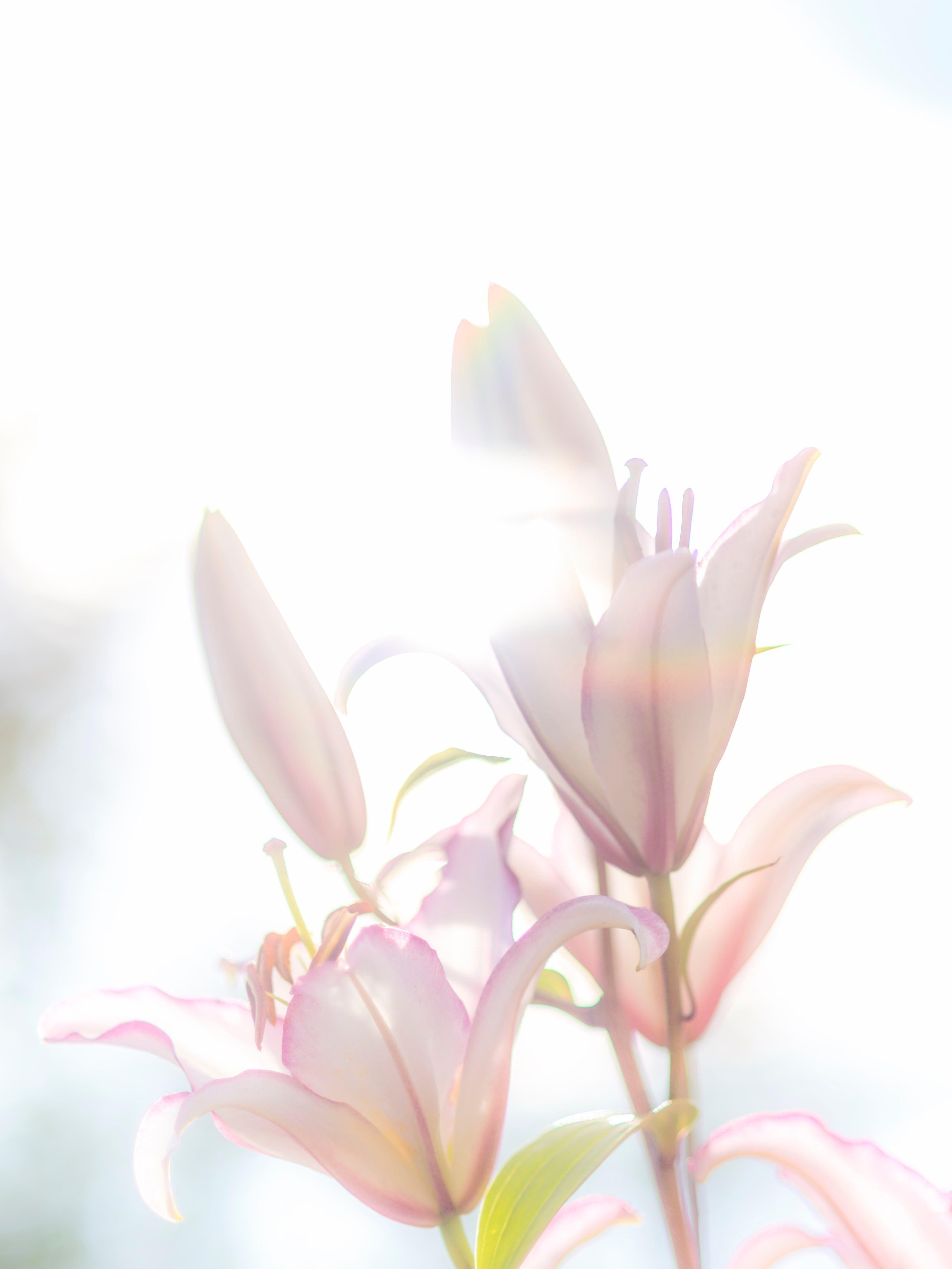 3610x4813 Lily White Wallpaper Flowers