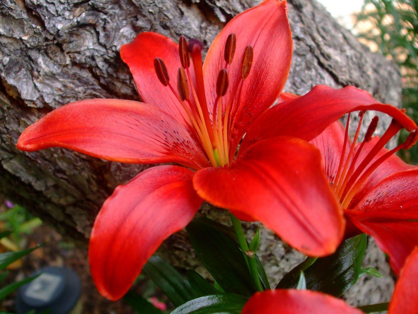 1600x1200 Red Lilies Flowers Wallpaper. Red lily, Red lily flower, Flower