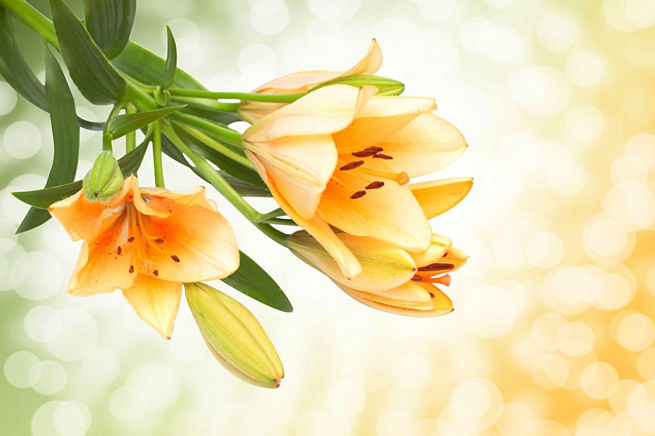 1280x851 Desktop Wallpaper Yellow Lilium Flowers Flower Bud