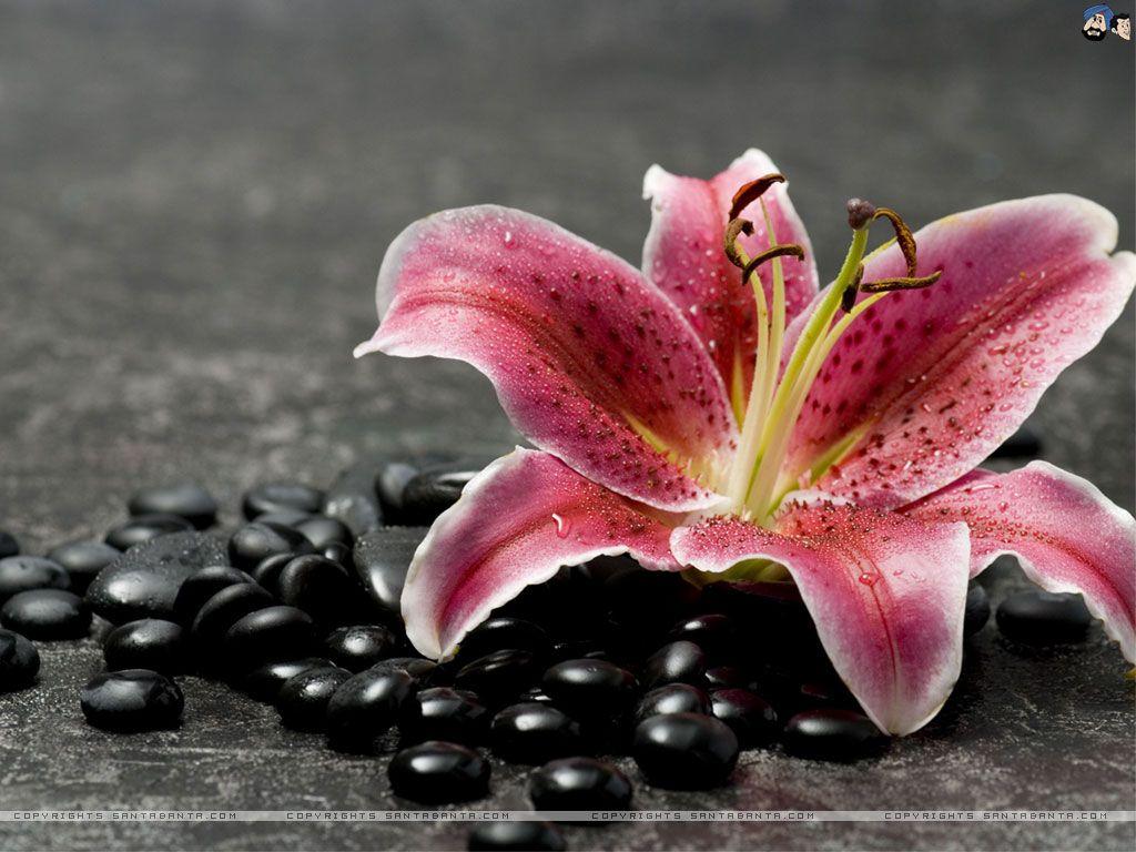 1024x768 Lilium Wallpaper. Lilium Wallpaper