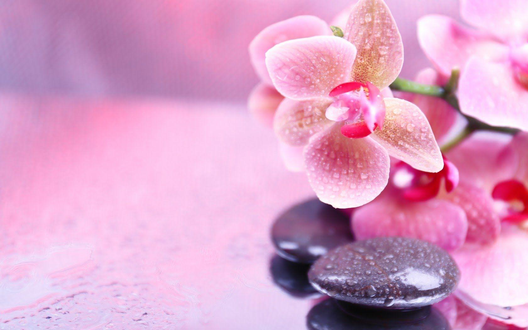 Calming Pink Wallpapers - Top Free Calming Pink Backgrounds