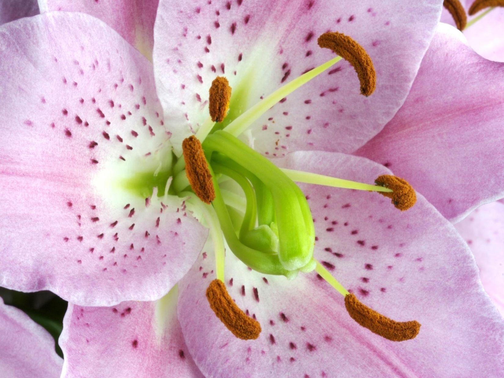 1650x1238 Desktop Wallpaper lilium Flowers