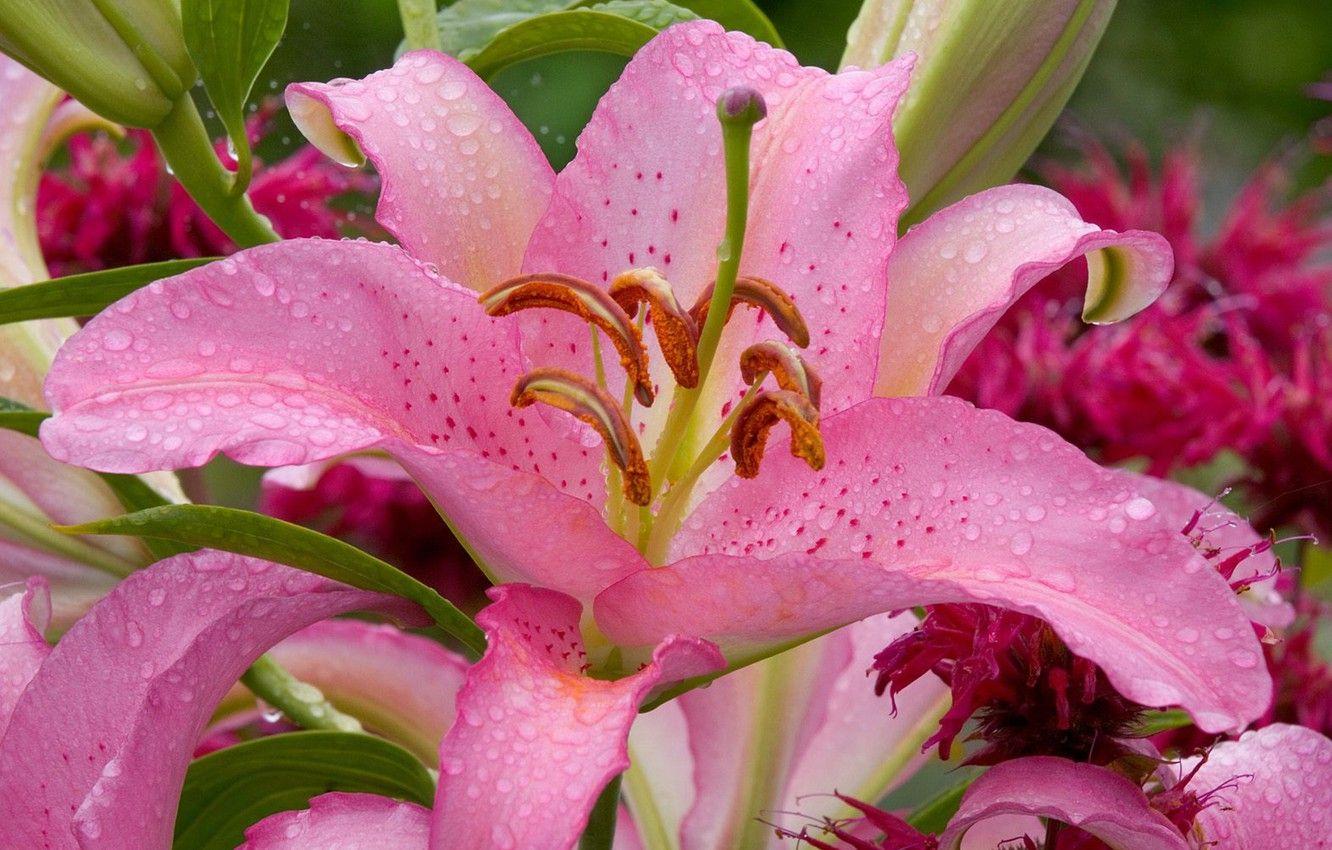 1332x850 Wallpaper flower, leaves, drops, nature, Rosa, stems, pink