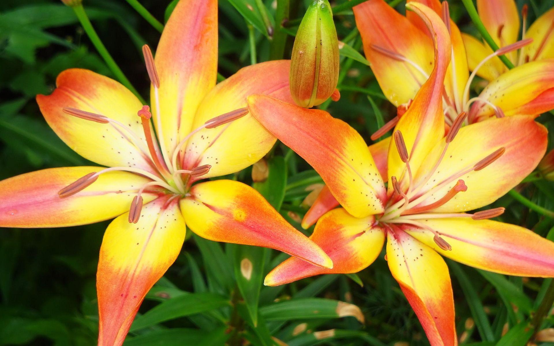 1920x1200 Yellow red lilies wallpaperx1200