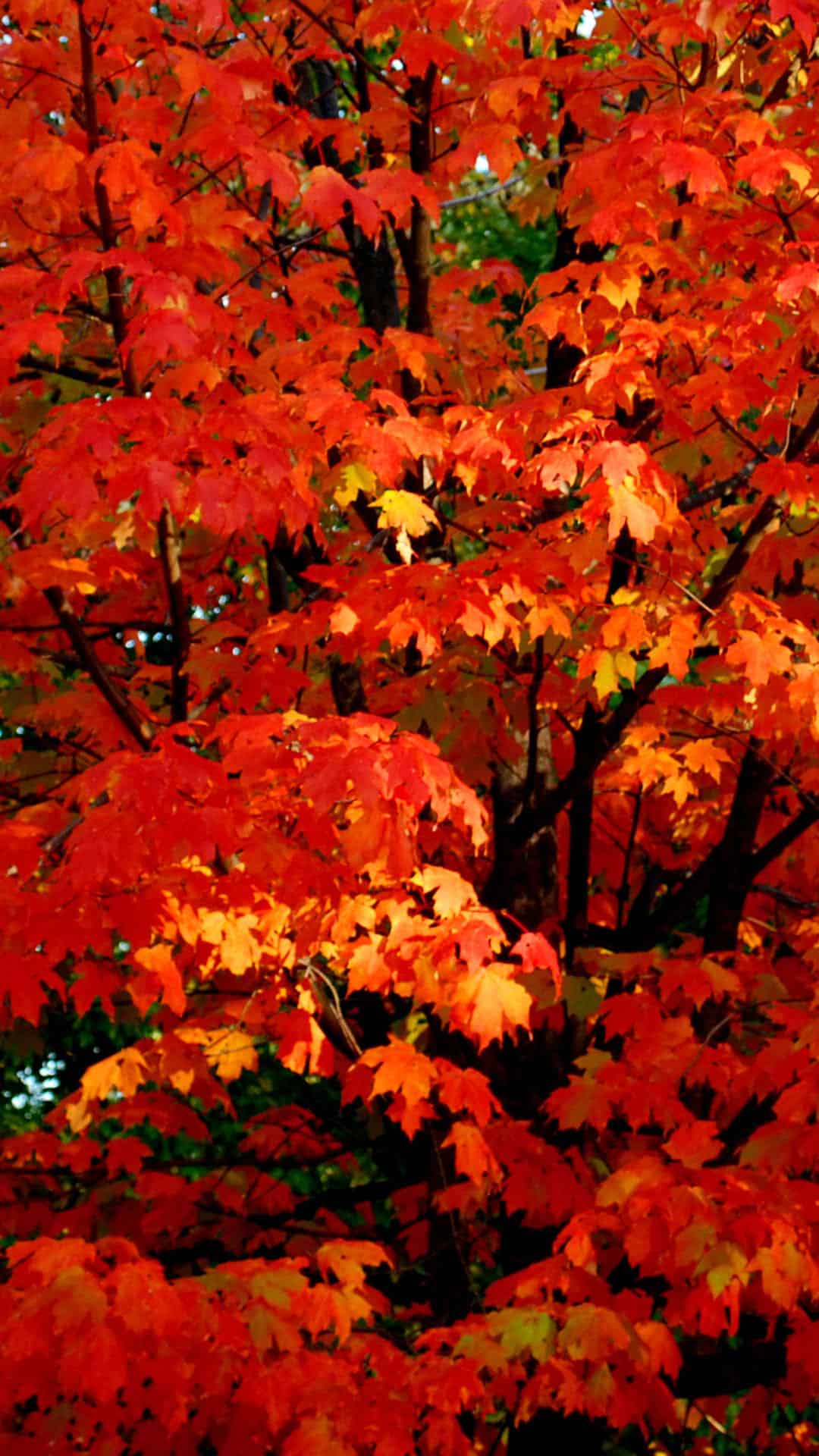 1080x1920 Beautiful Nature All New HD wallpaper desktop category Kecbio