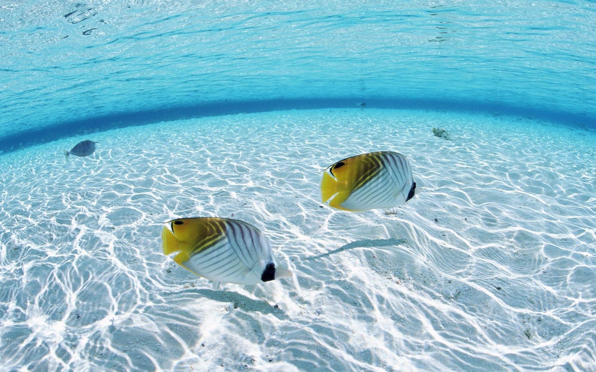 1920x1200 HD Hình nền đại dương