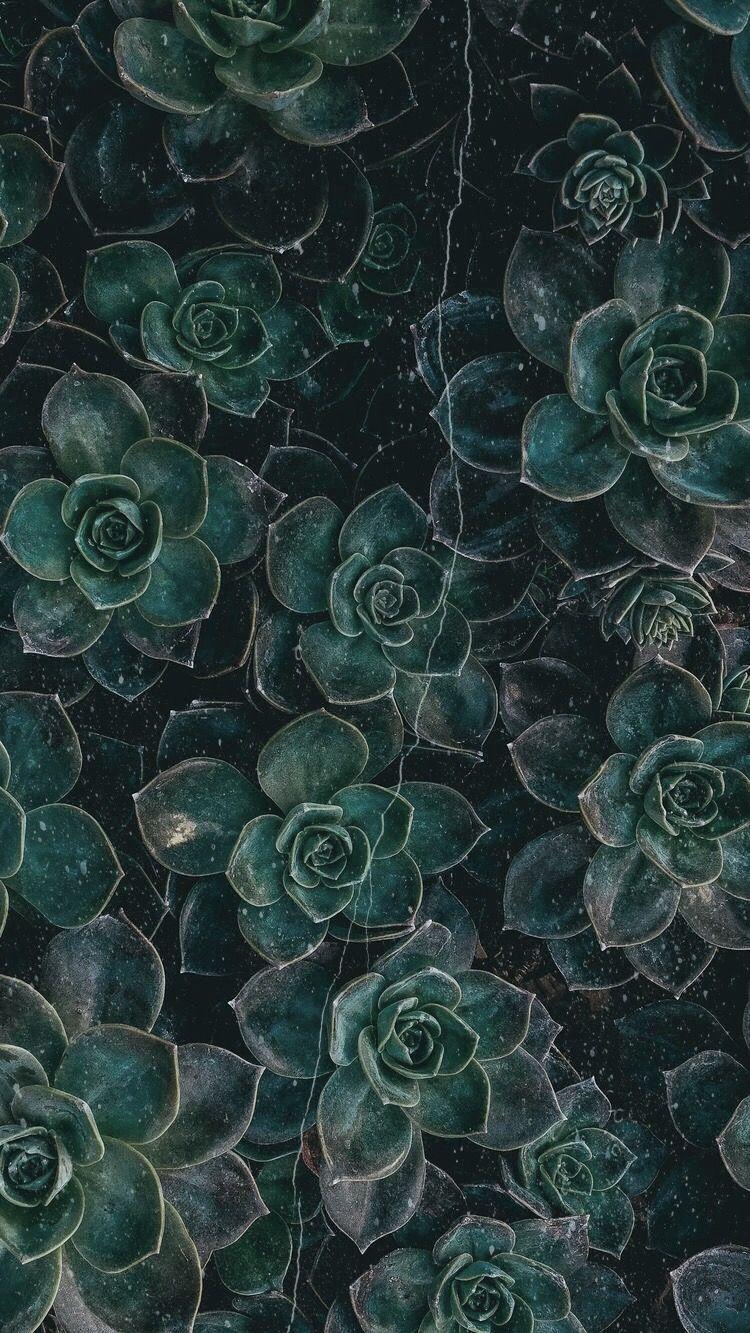 750x1333 Aesthetic Phone Wallpaper Green