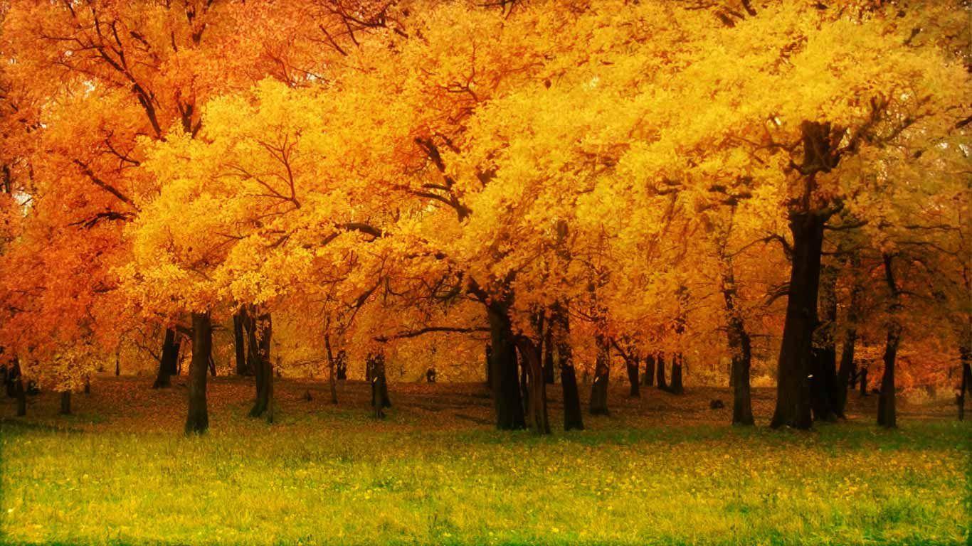 1366x768 Forest on the Volga River in Volzhsky District, Samara Oblast, Russia. Desktop background nature, Autumn nature, Nature wallpaper