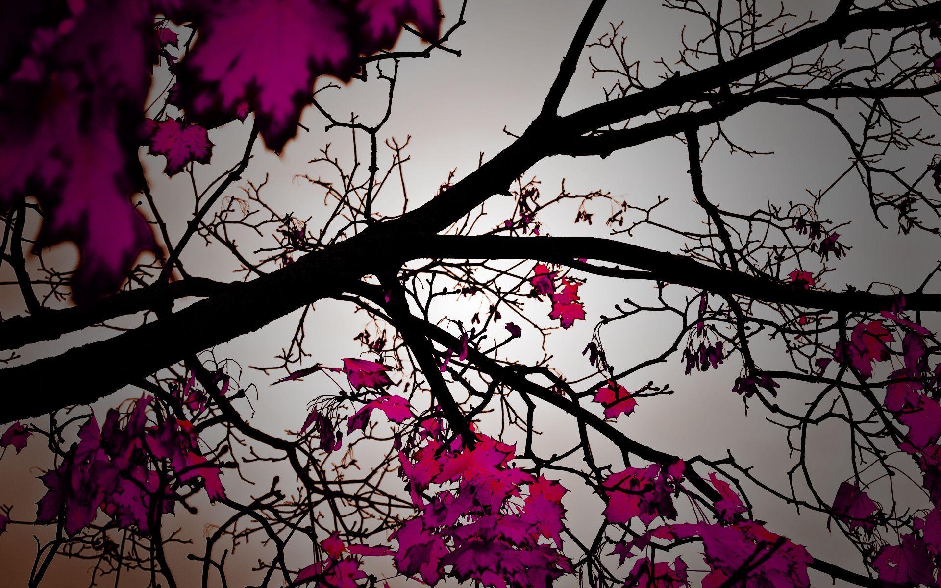 1920x1200 nature, defoliation, Trees, foliage, photo, romance, HD desktop