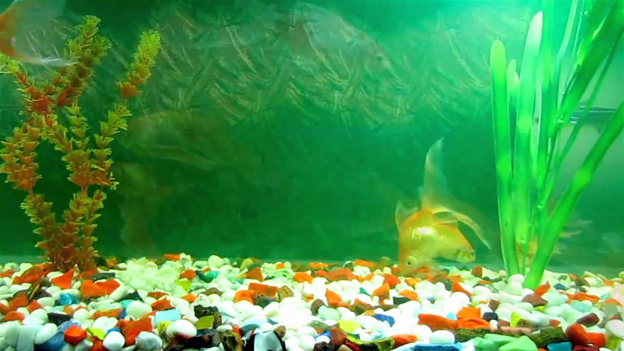 1280x720 Animated Wallpaper and Desktop Background Aquarium.mpg