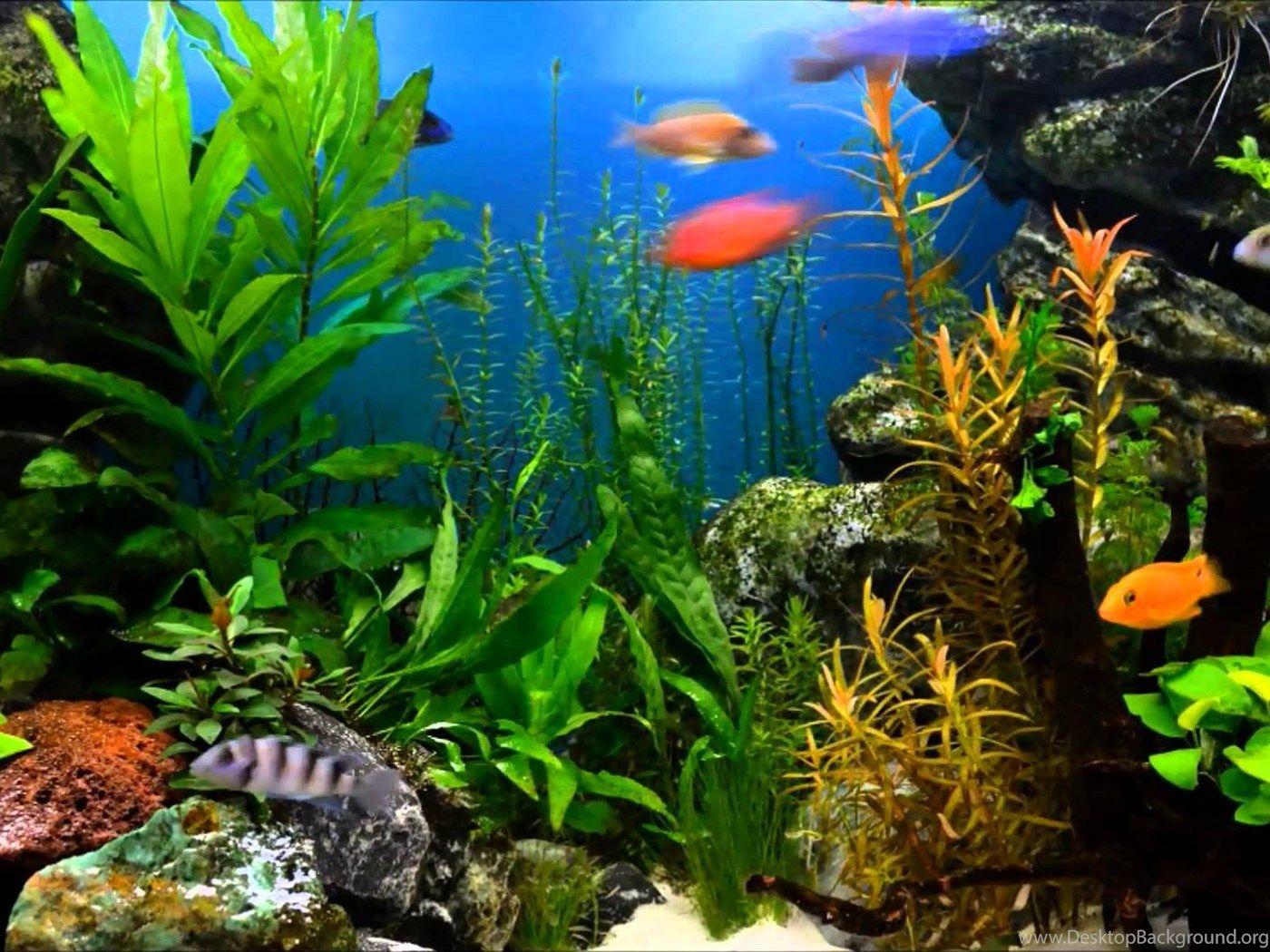 virtual aquarium wallpaper