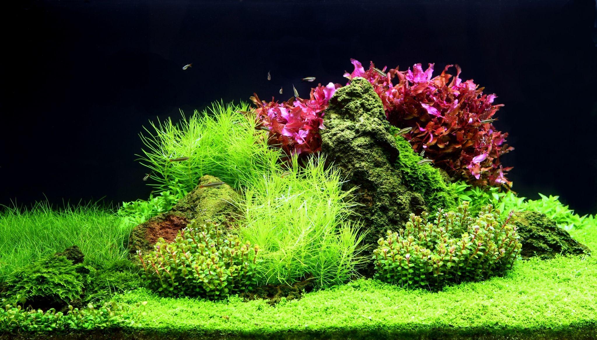 2048x1166 1920x1200 aquarium desktop wallpaper picture free. Others