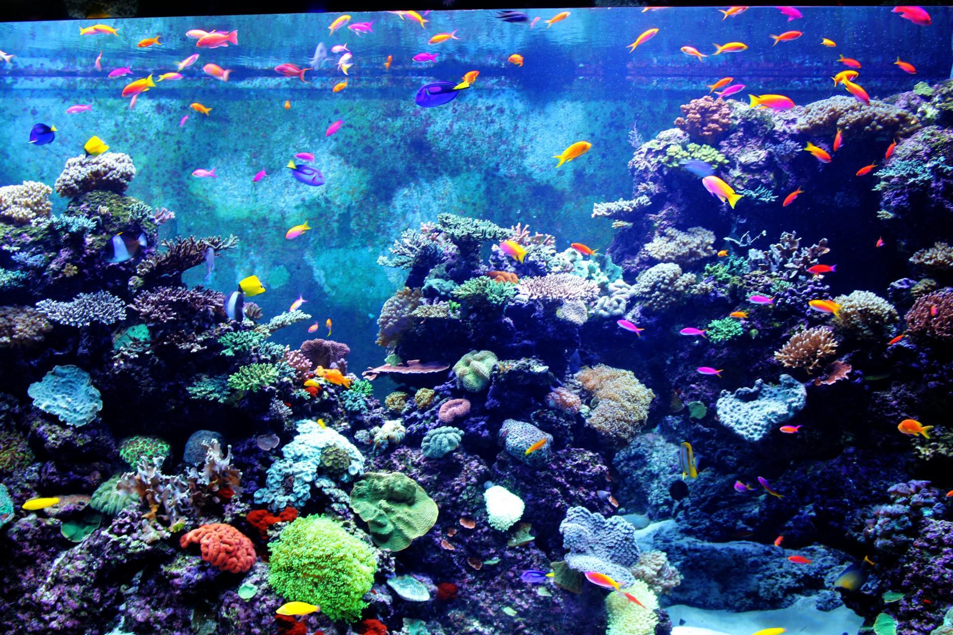 1920x1280 Beautiful Aquarium Background