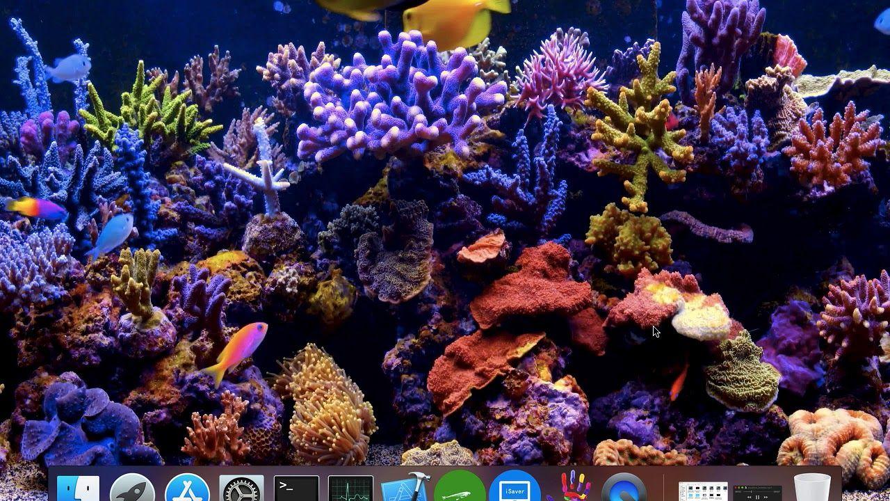 Aquarium Desktop Wallpapers - Top Free Aquarium Desktop Backgrounds ...