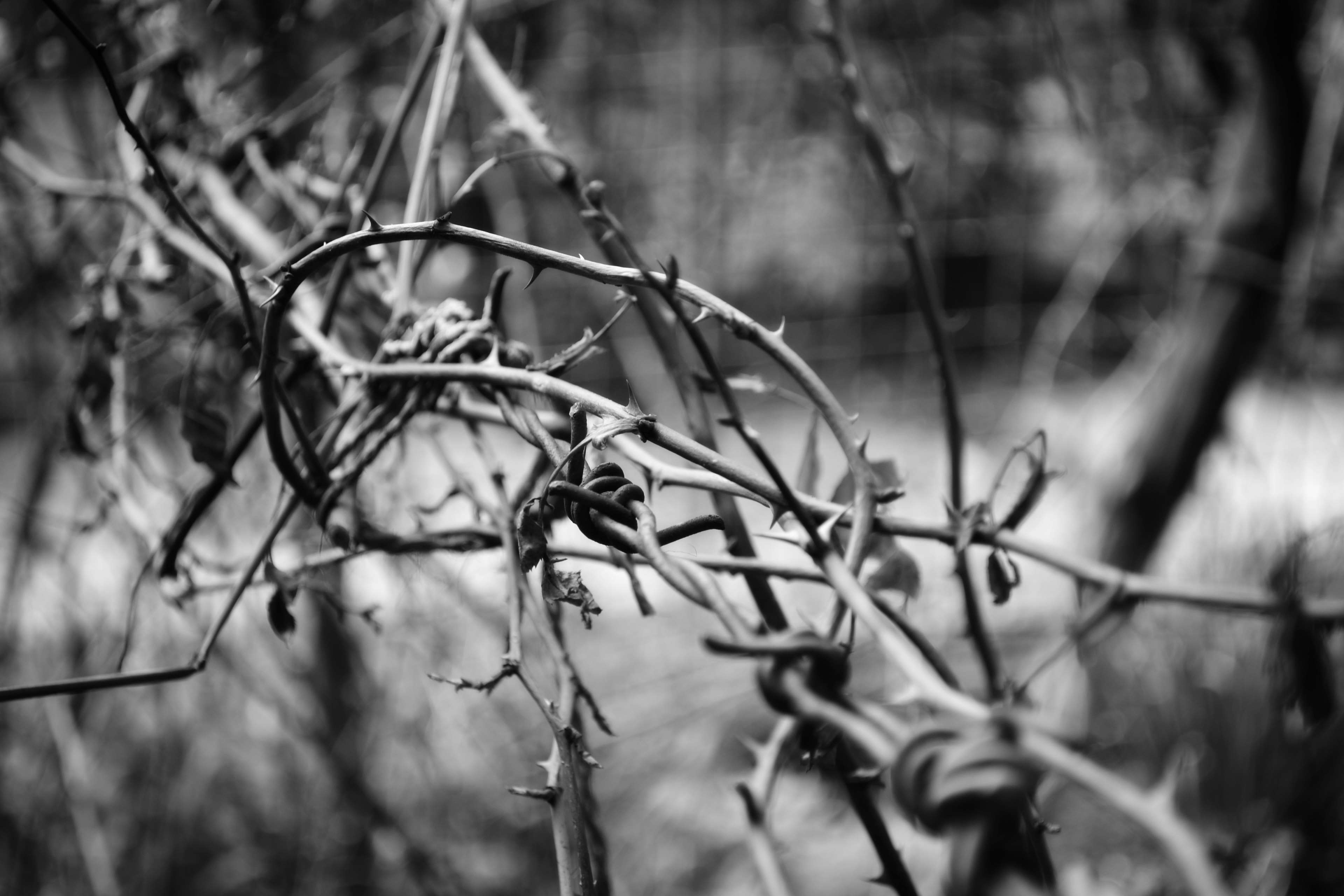 3840x2560 barbed wire, black and white, depression, escape, fence