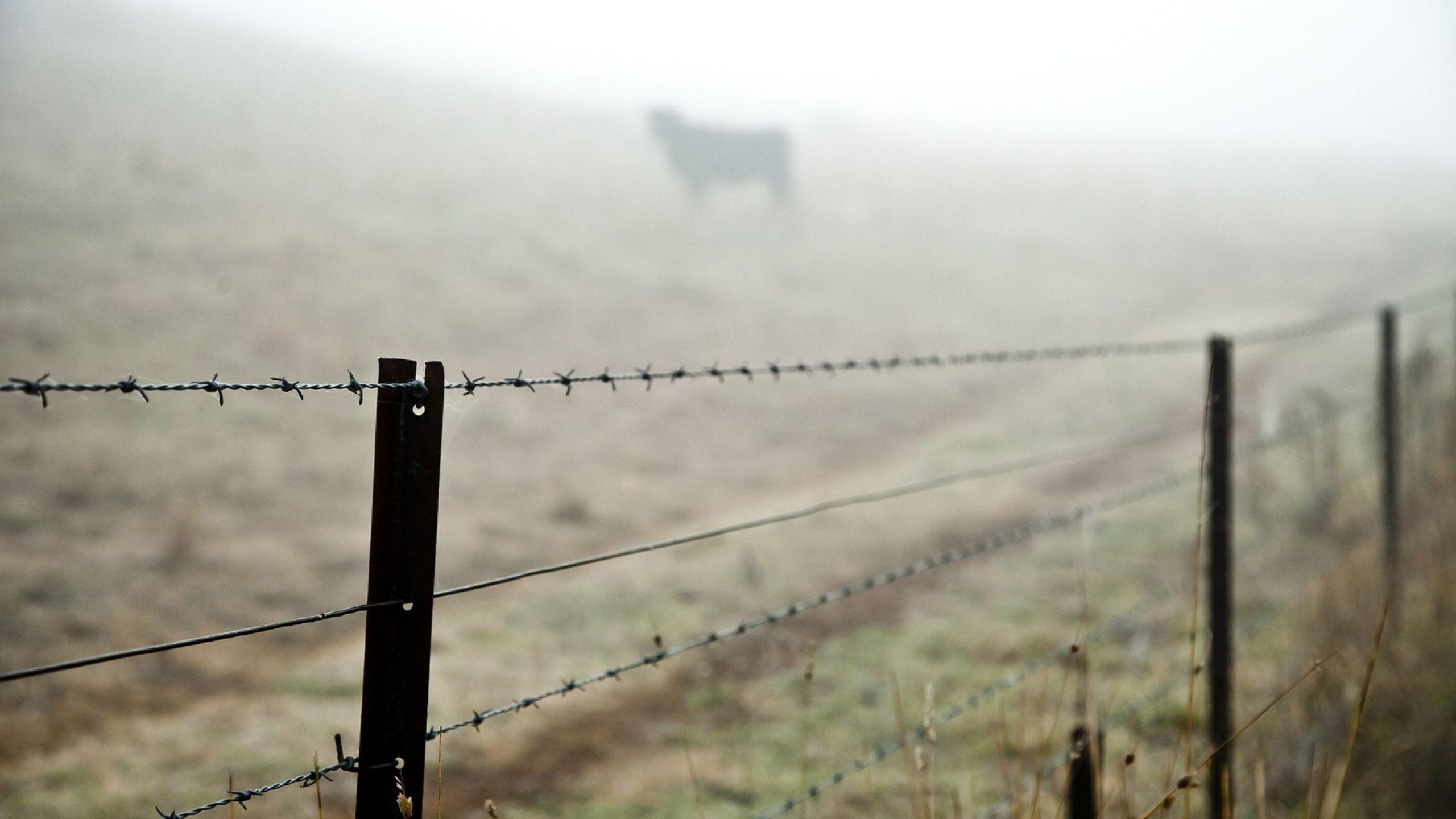2560x1440 barbed wire, fence, grass 1440P Resolution Wallpaper, HD