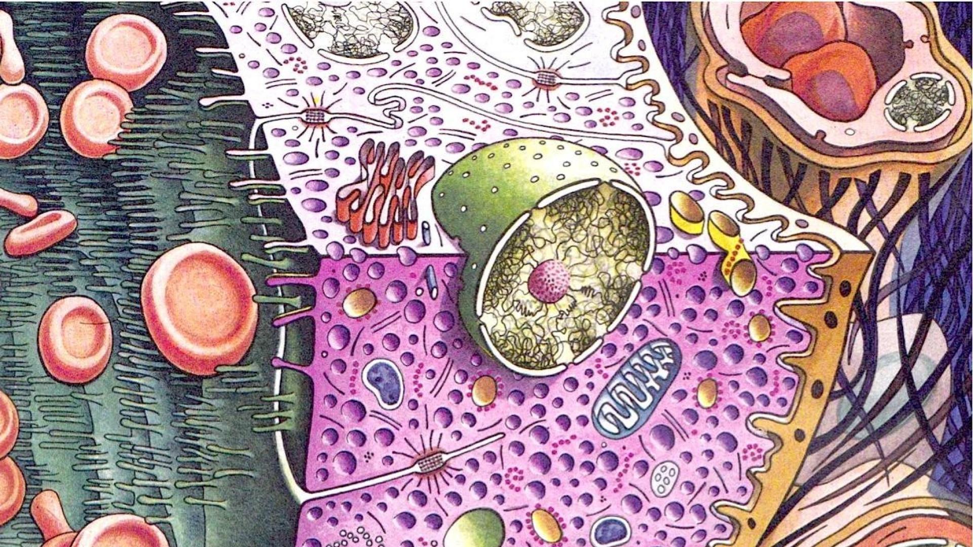 1920x1080 Biology Wallpaper. Biology Wallpaper, Biology Science Wallpaper and Microbiology Wallpaper