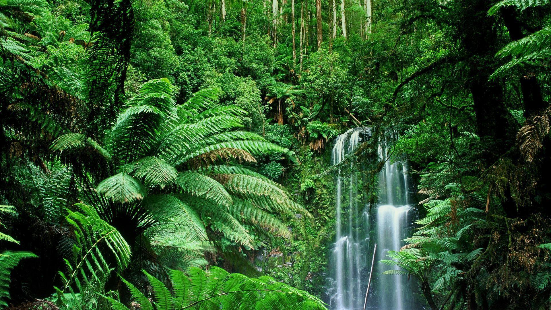 Rainforest forest tree nature Jungle HD wallpaper  Peakpx