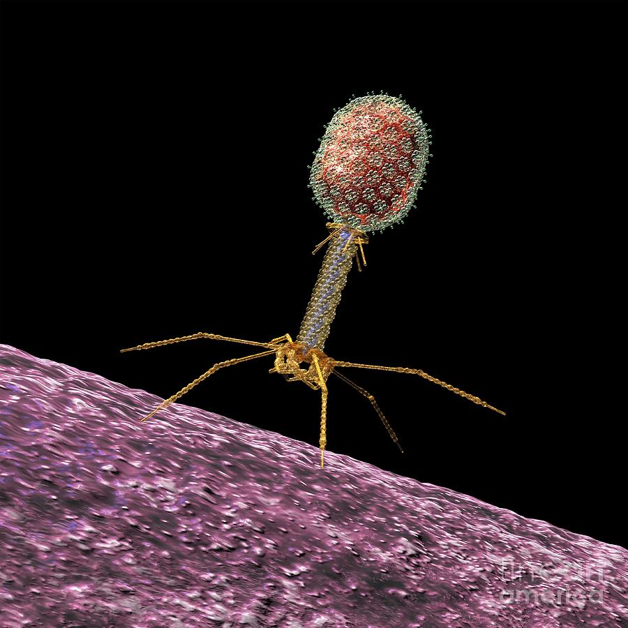 900x900 Bacteriophage T Artwork by Russell Kightley / Science Photo Library