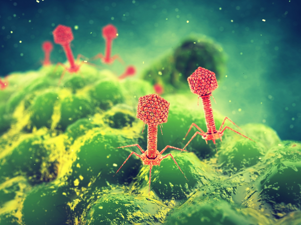 1024x768 How are Bacteriophage used in Cell Therapy?