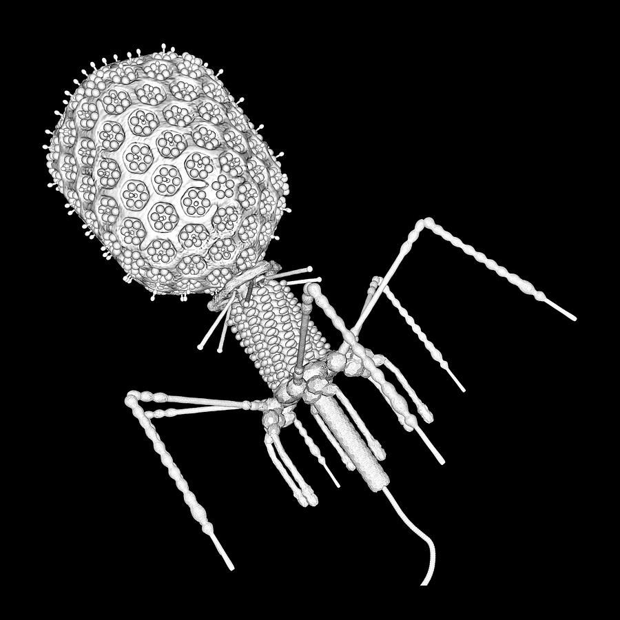 900x900 Bacteriophage T4 by Russell Kightley / Science Photo Library