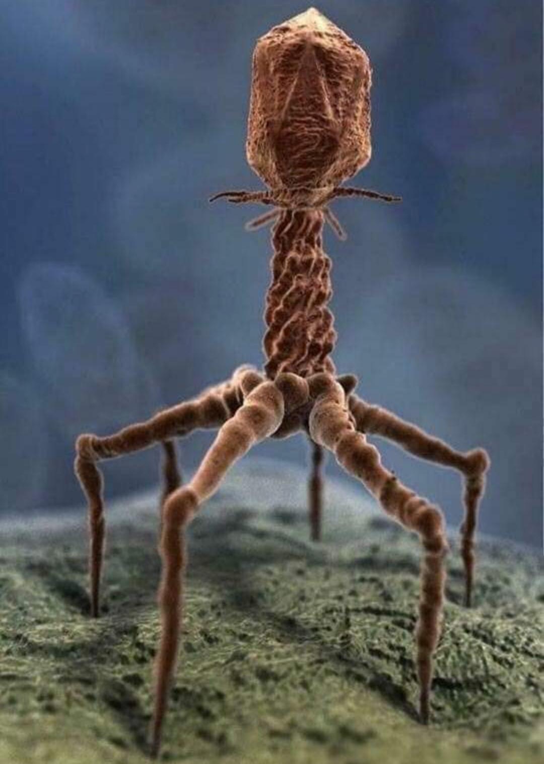 1080x1515 A T4 Bacteriophage (virus) seen through an electron microscope