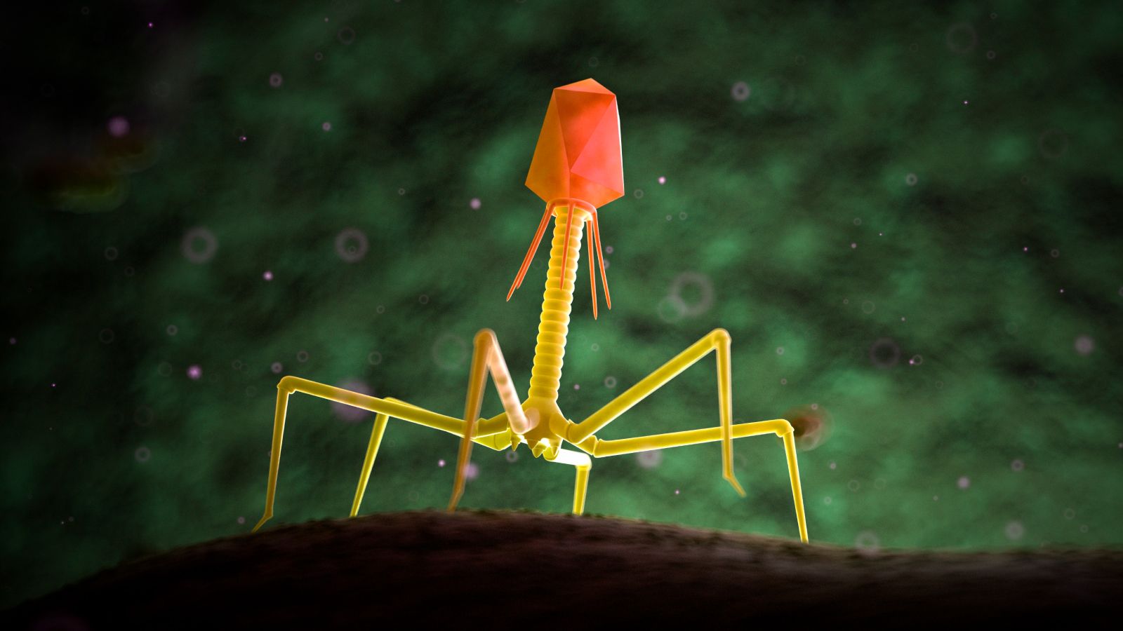 1600x900 Medicine needed an alternative': How the 'phage whisperer' aims to replace antibiotics with viruses