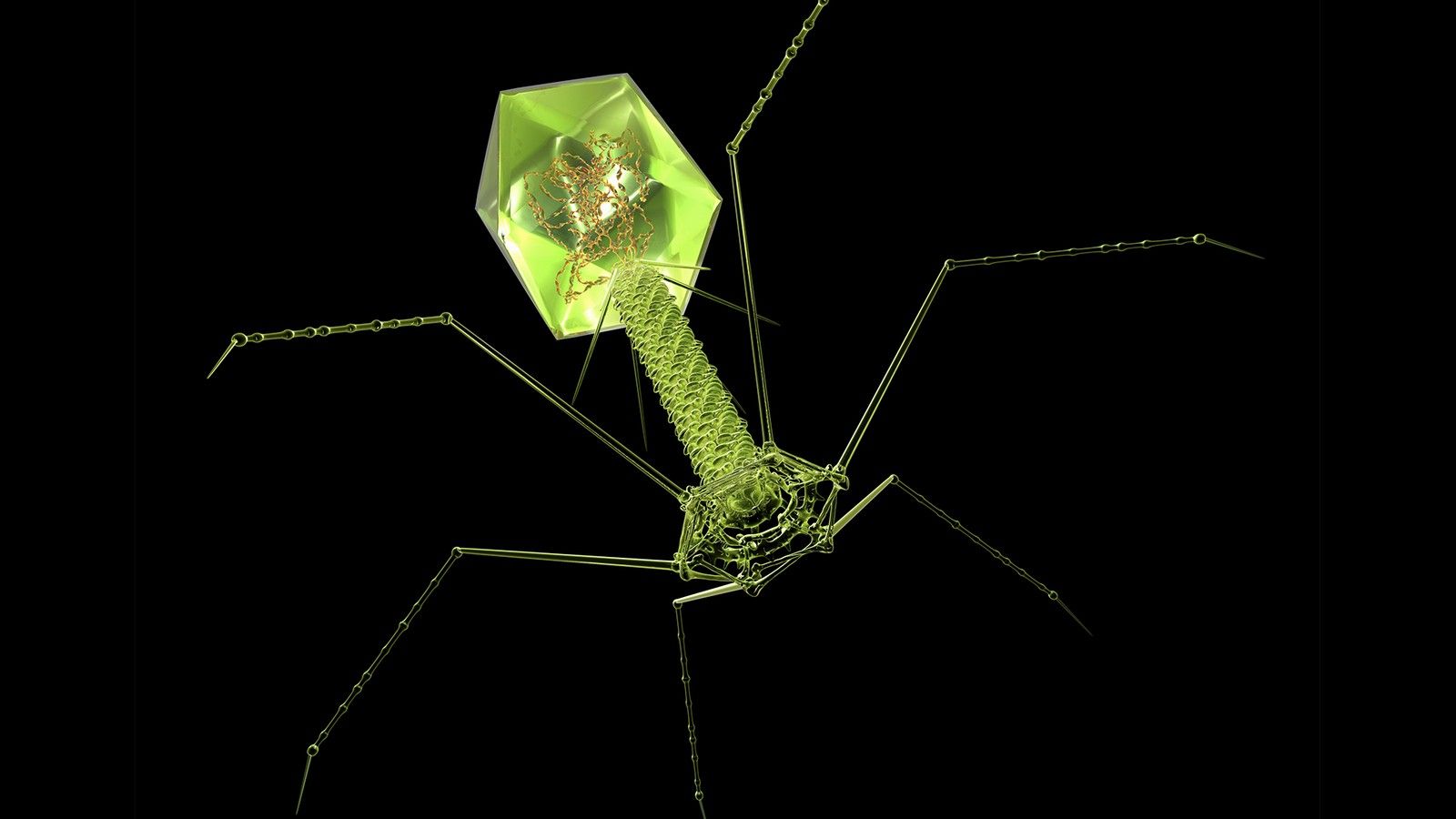 1600x900 We Might Absorb Billions of Viruses Every Day