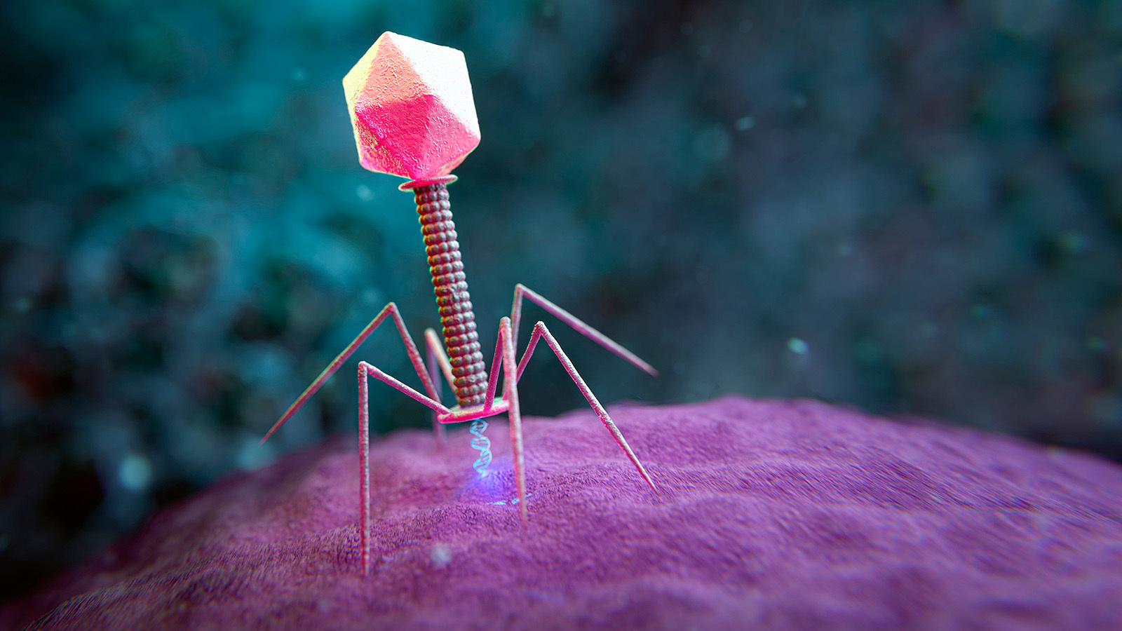 1600x900 Fighting a Bacterial Infection? Put a 'Jumbo Virus' In the Ring
