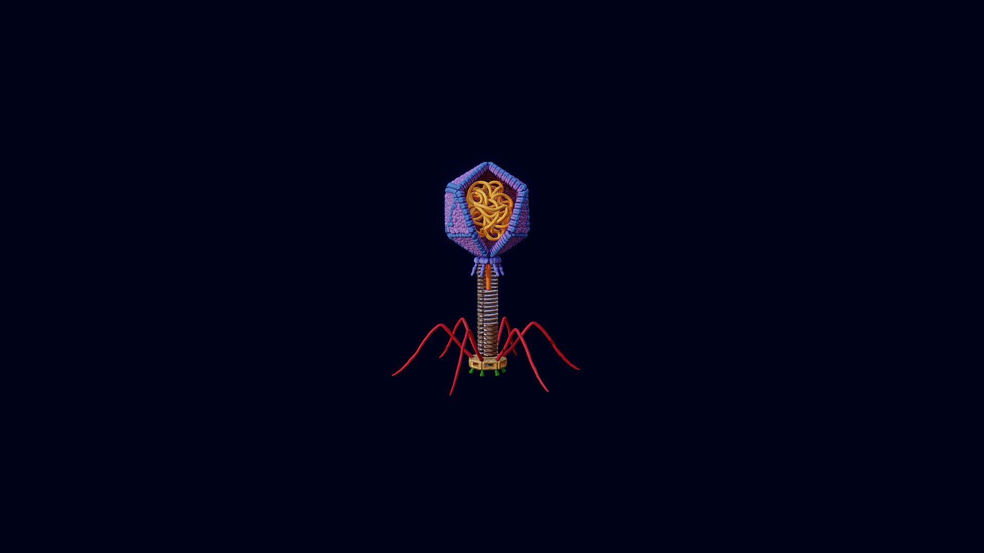 1920x1080 Bacteriophage / Virus model by Celviqo [5884177]