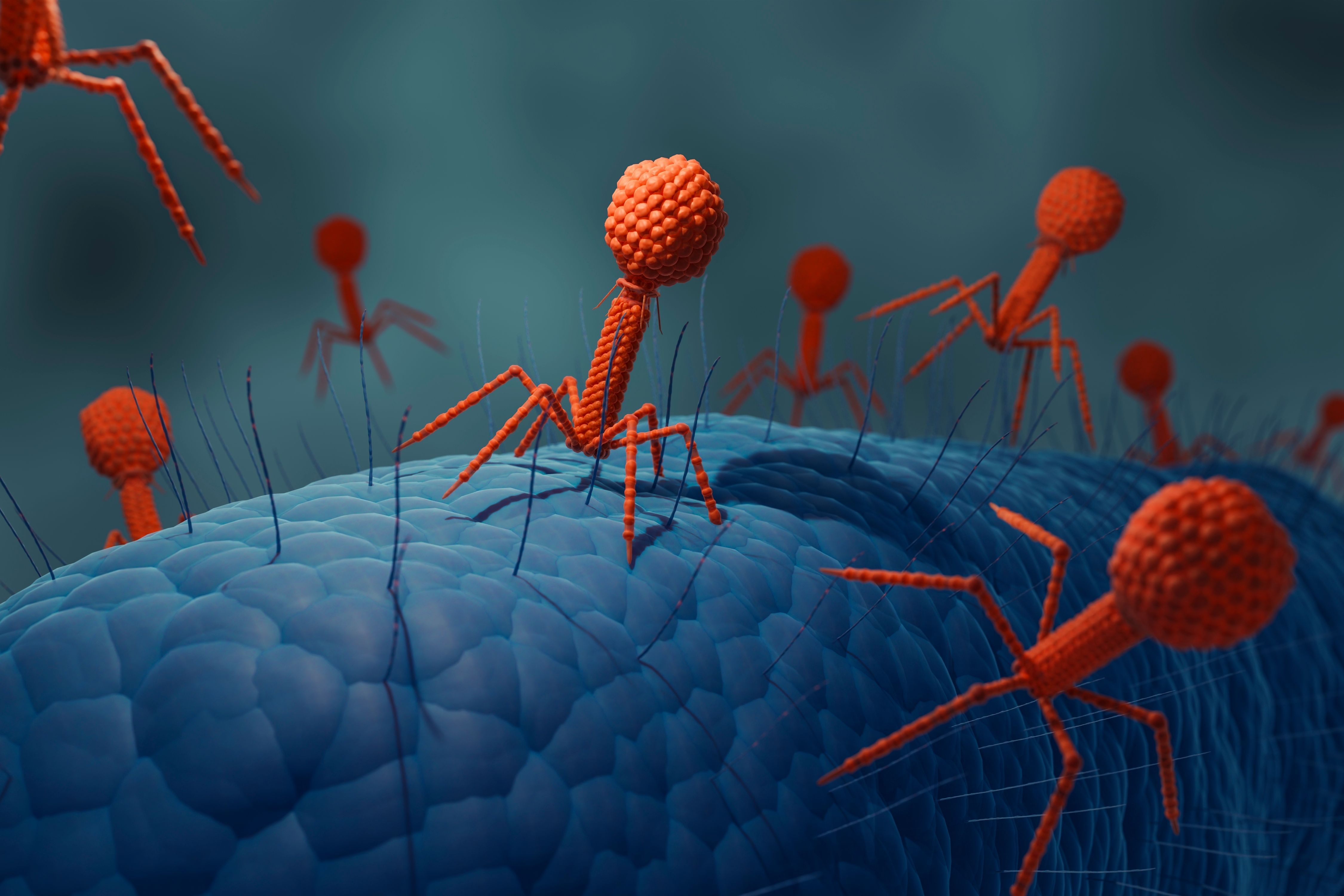 4500x3000 Fighting bacteria with viruses