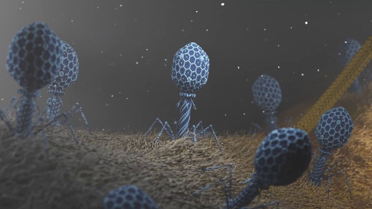 1280x720 Scientifically accurate animation​ of a phage attacking bacteria