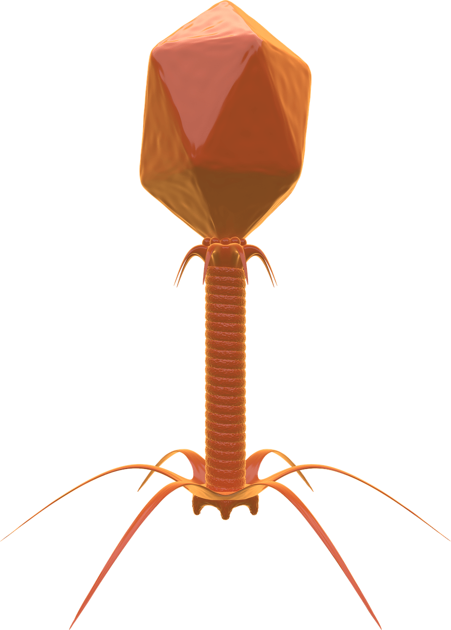 917x1280 Free Bacteriophage & Phage Image