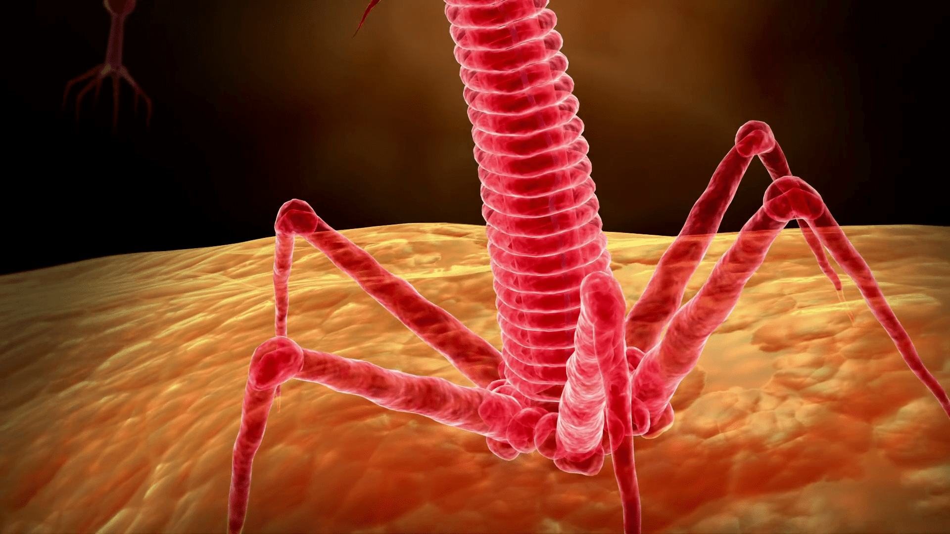 1920x1080 A bacteriophage virus killing bacteria