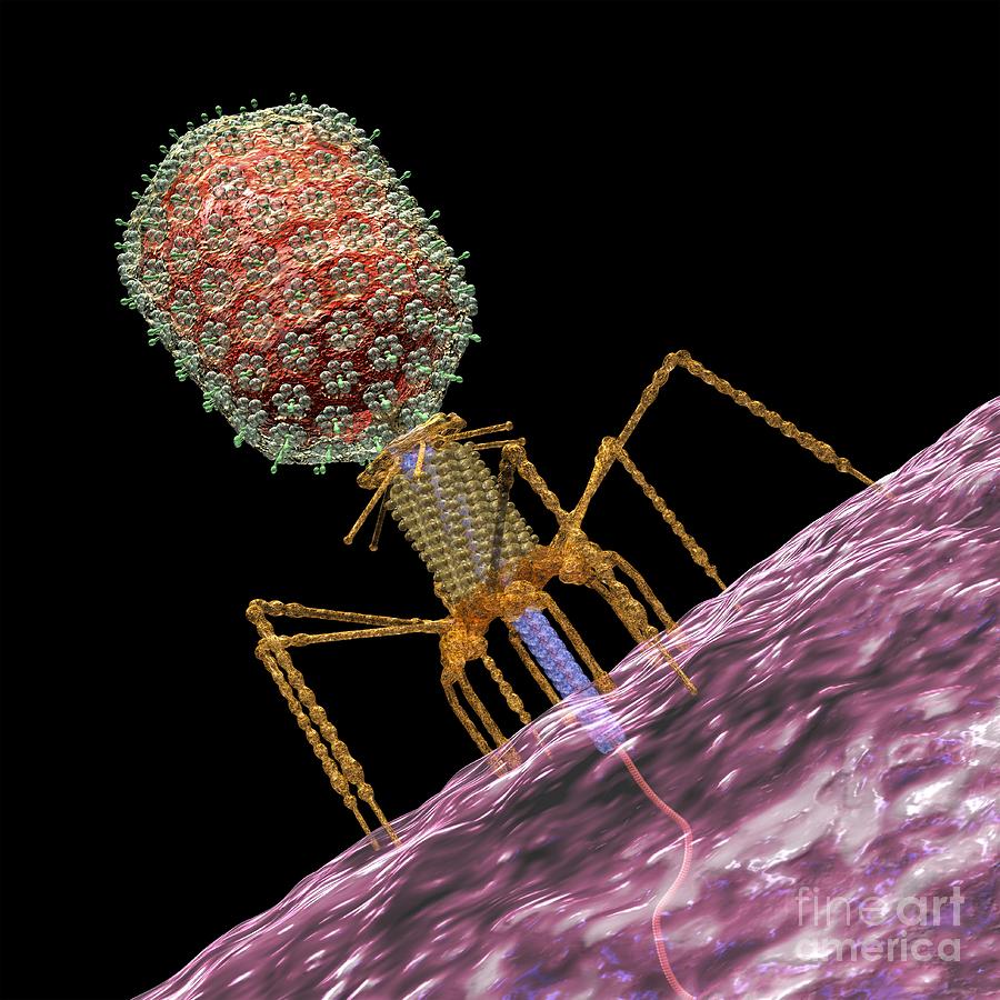 900x900 Bacteriophage T Artwork by Russell Kightley / Science Photo Library