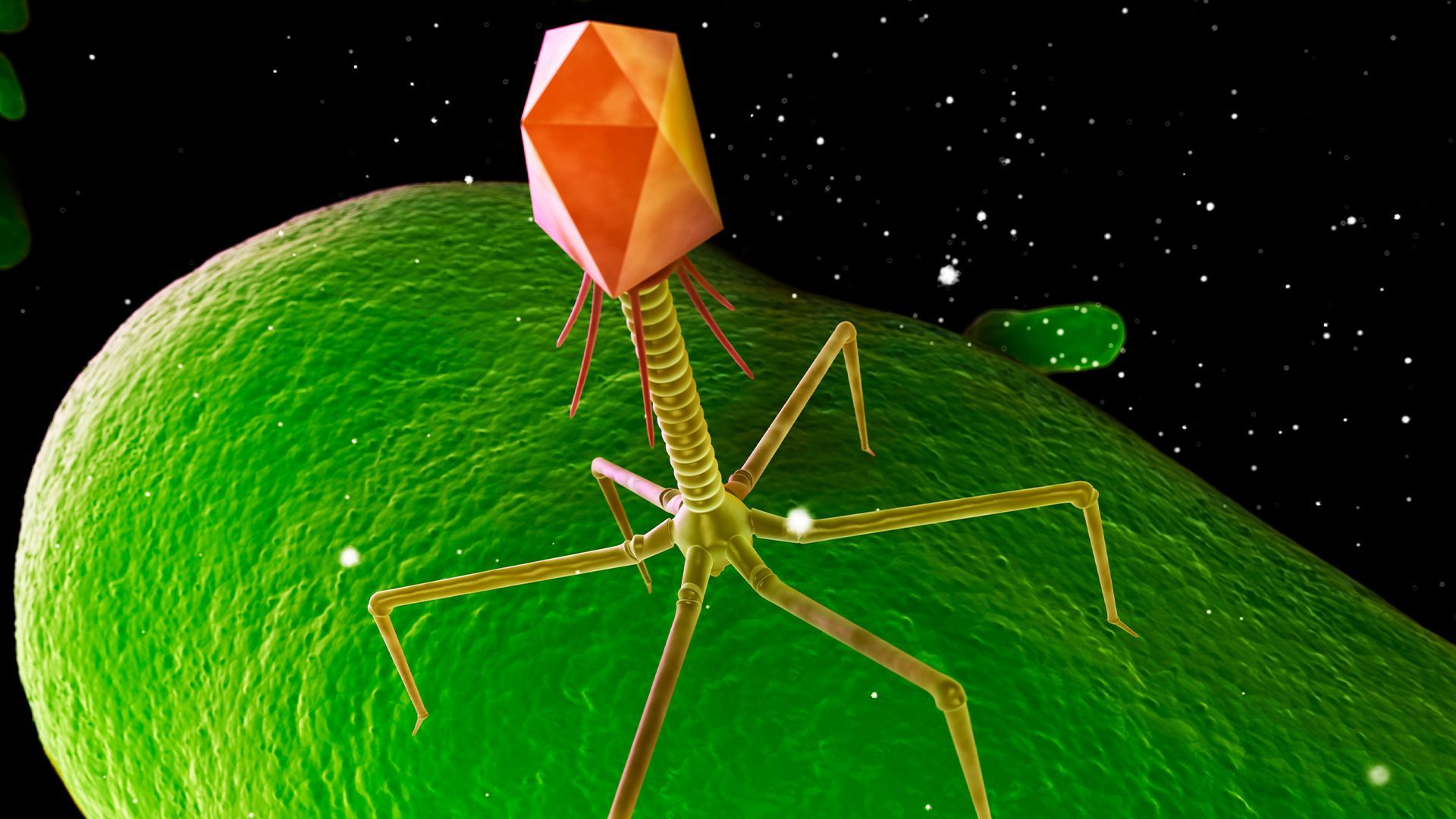 1920x1080 Could Bacteria Killing Viruses Ever Prevent Sexually Transmitted Infections?